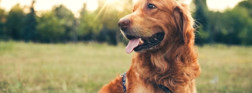 Great Little Walking Blog | Great Little Breaks